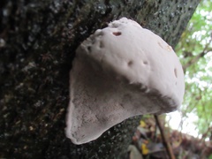 Fungi
