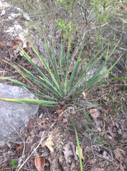 Yucca flaccida