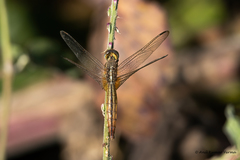 Crocothemis servilia