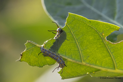 Danaus chrysippus
