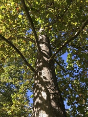 Platanus occidentalis