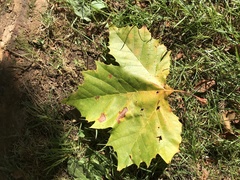Platanus occidentalis