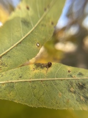 Caryomyia cilidolium