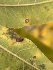 Caryomyia cilidolium