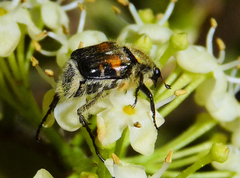 Trichiotinus affinis
