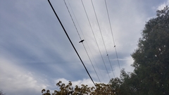 Corvus brachyrhynchos