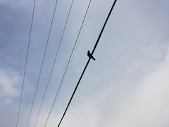 Corvus brachyrhynchos