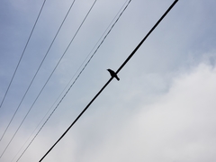 Corvus brachyrhynchos
