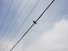 Corvus brachyrhynchos