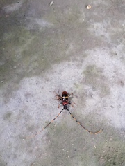 Trachyderes elegans