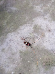 Trachyderes elegans