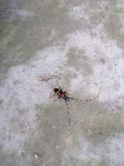 Trachyderes elegans
