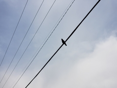 Corvus brachyrhynchos