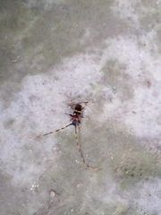 Trachyderes elegans
