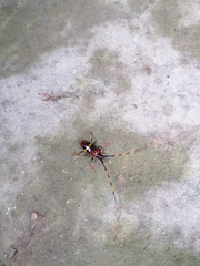 Trachyderes elegans