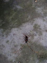 Trachyderes elegans