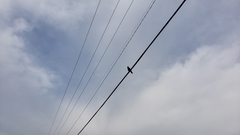 Corvus brachyrhynchos