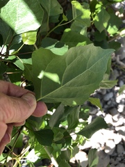 Populus fremontii fremontii