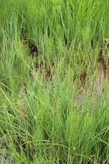 Carex disticha