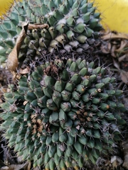 Mammillaria karwinskiana