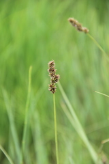 Carex disticha