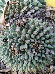 Mammillaria karwinskiana