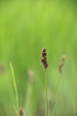 Carex disticha