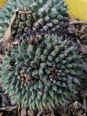 Mammillaria karwinskiana