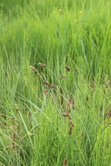 Carex disticha