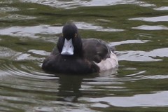 Aythya fuligula