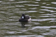 Aythya fuligula