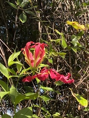 Gloriosa