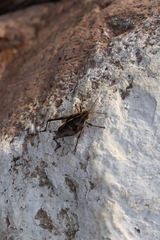 Sphenarium purpurascens