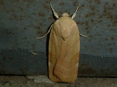 Noctua fimbriata