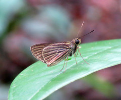 Parphorus storax