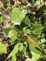 Populus fremontii fremontii