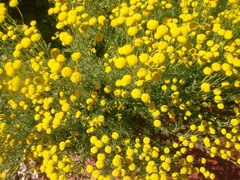 Cotula discolor
