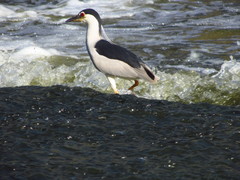 Nycticorax nycticorax