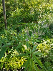 Aloysia citrodora