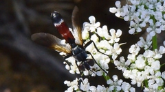 Cylindromyia brassicaria