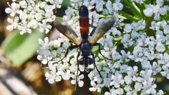 Cylindromyia brassicaria