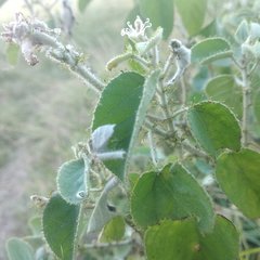Croton ciliatoglandulifer