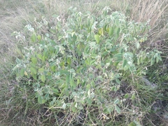 Croton ciliatoglandulifer