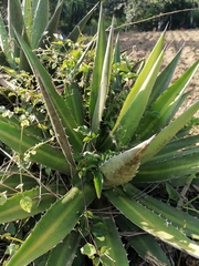 Agave kerchovei
