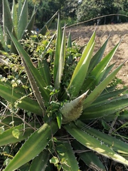 Agave kerchovei