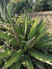 Agave kerchovei