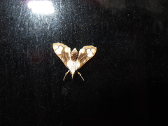 Cirrhochrista kosemponialis