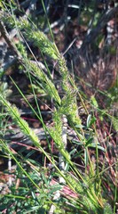 Tribolium hispidum