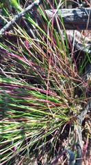 Tribolium hispidum