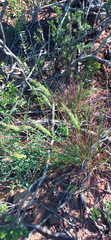 Tribolium hispidum